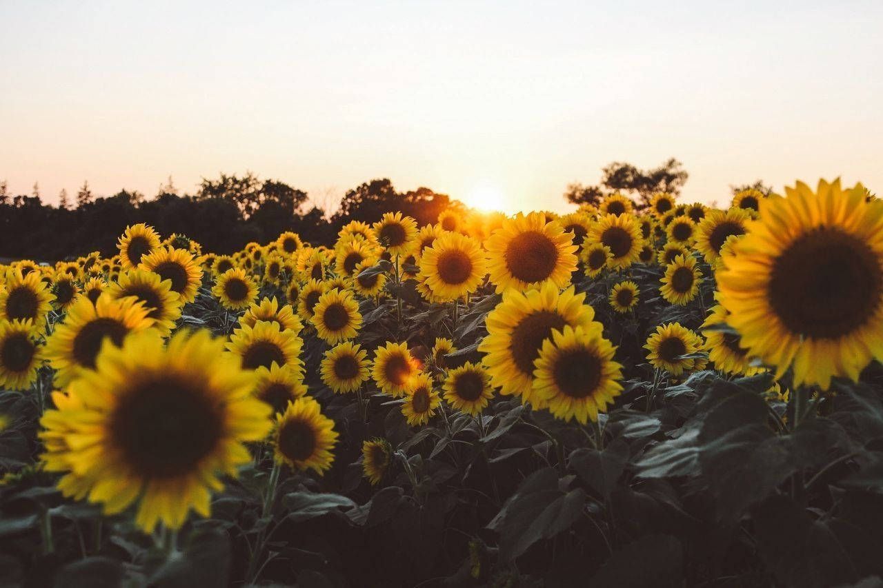 Download Yellow Sunflowers Aesthetic Computer Wallpaper