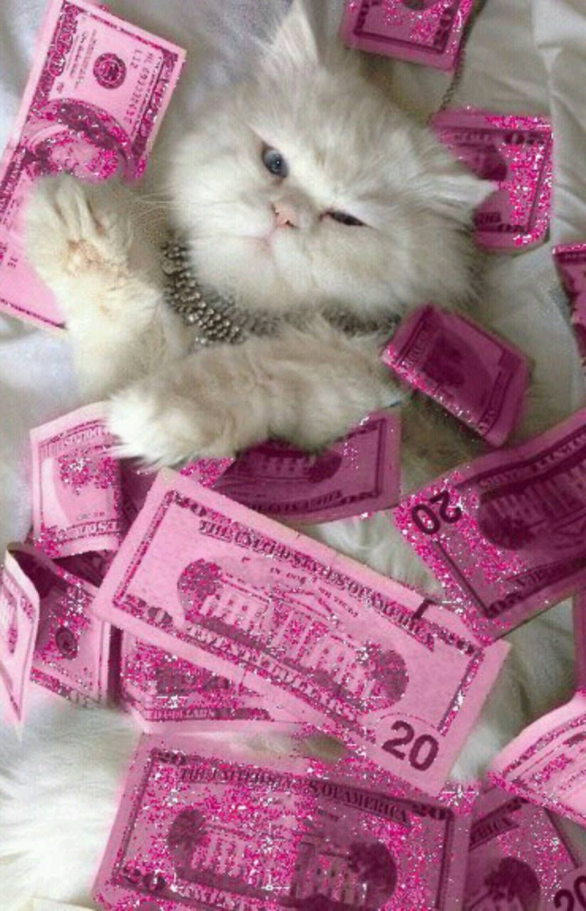 A kitten is surrounded by pink money. - Money