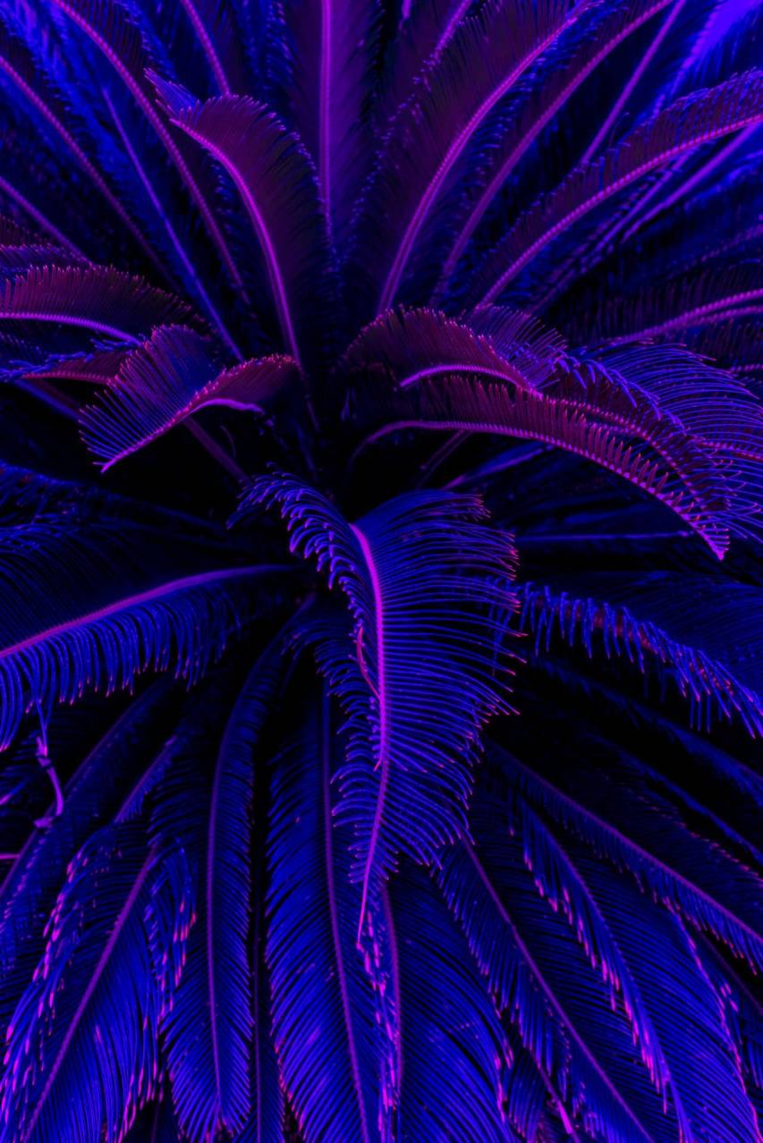 A close up of a palm tree with a purple and blue neon glow - Purple, cool, purple quotes, violet