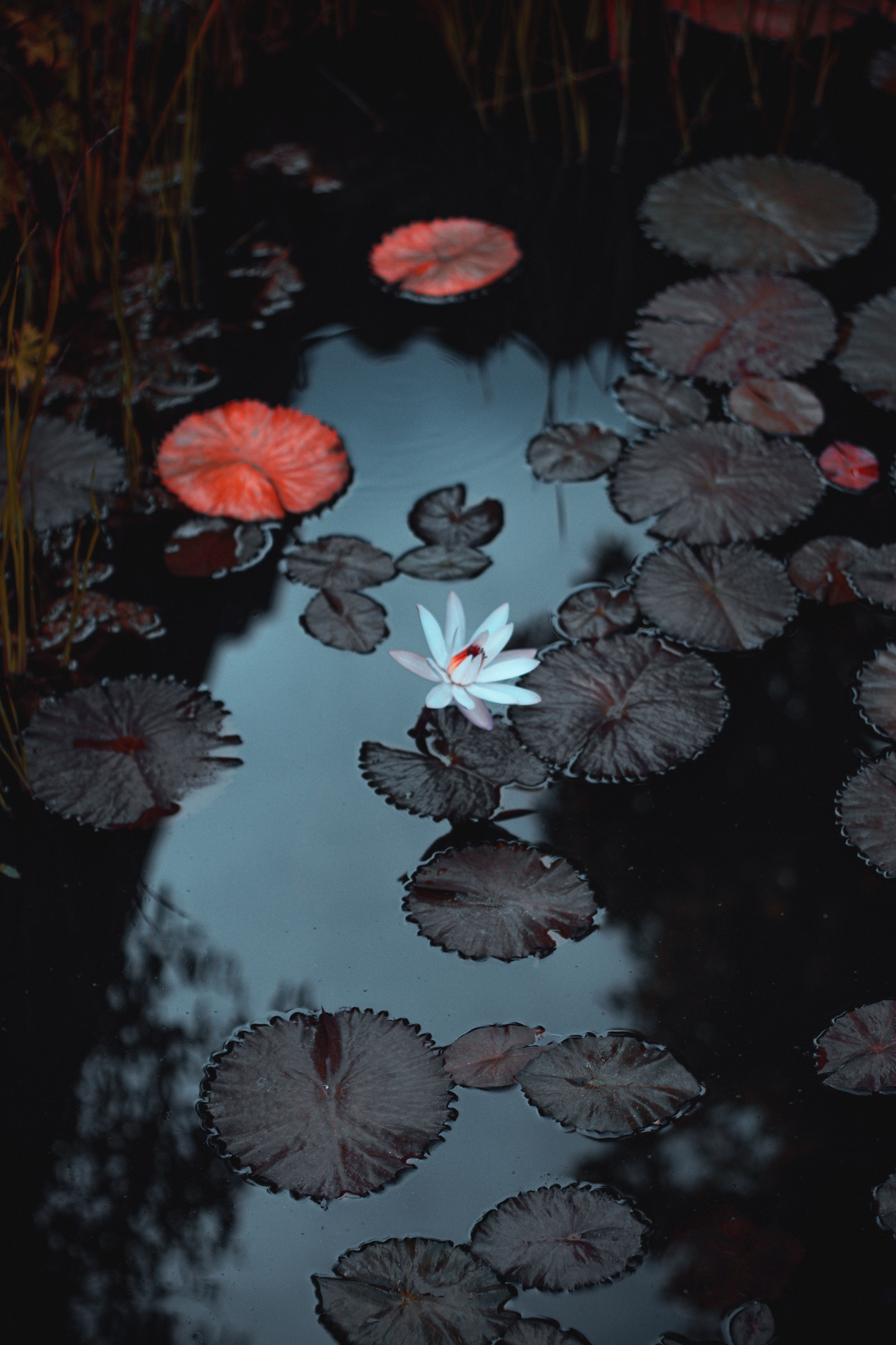A white flower floating in the middle of water lilies - Water