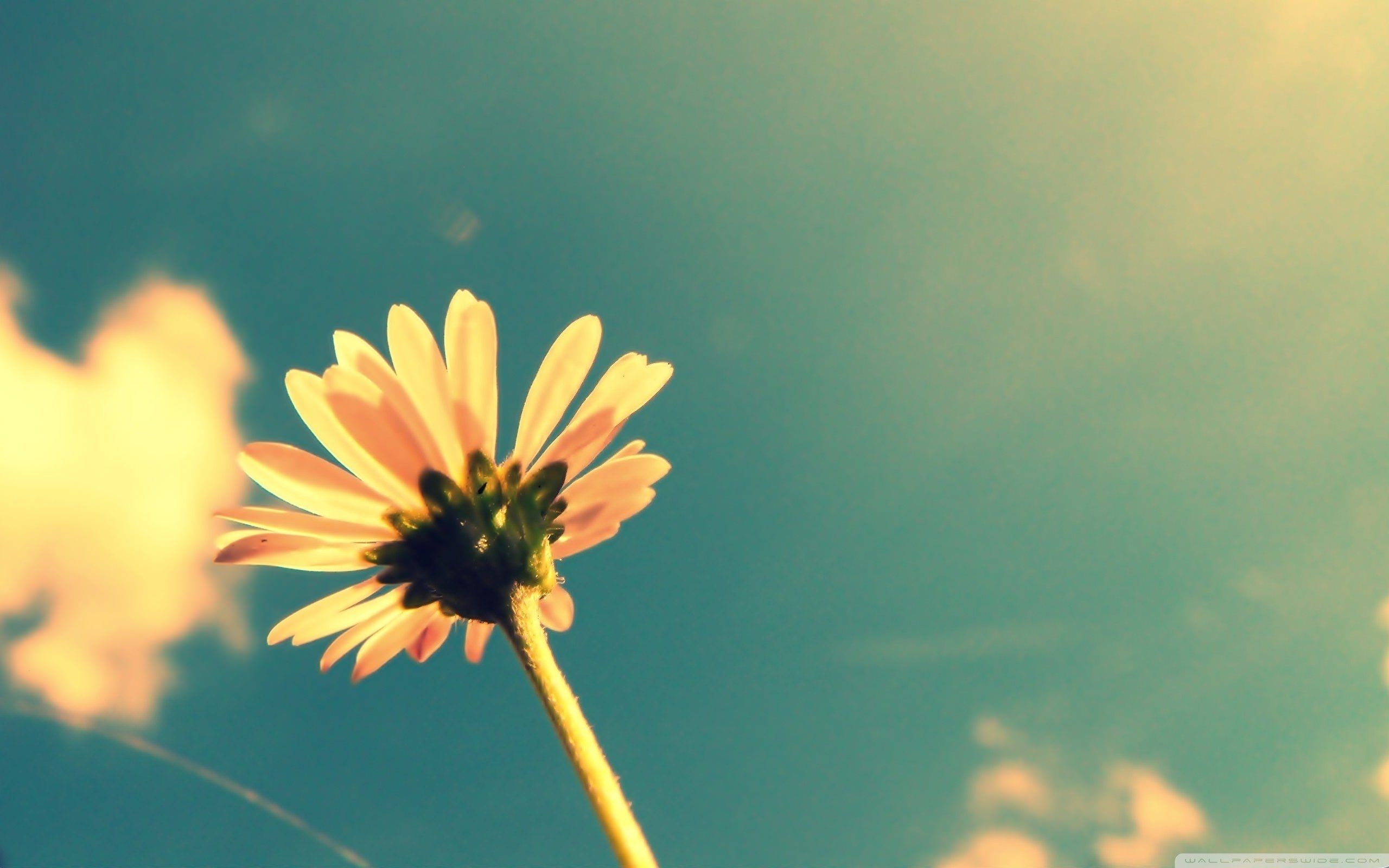 A flower looking up at the sky - Vintage, retro, sunshine