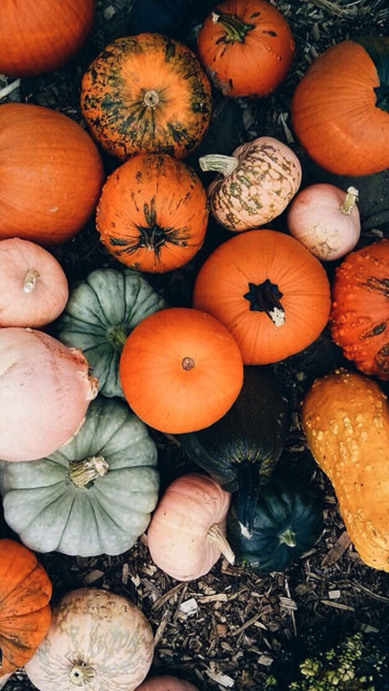 A pile of different types of pumpkins. - Pumpkin