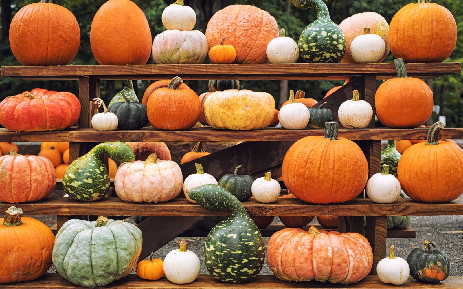 Pumpkins and gourds on wooden shelves - Pumpkin