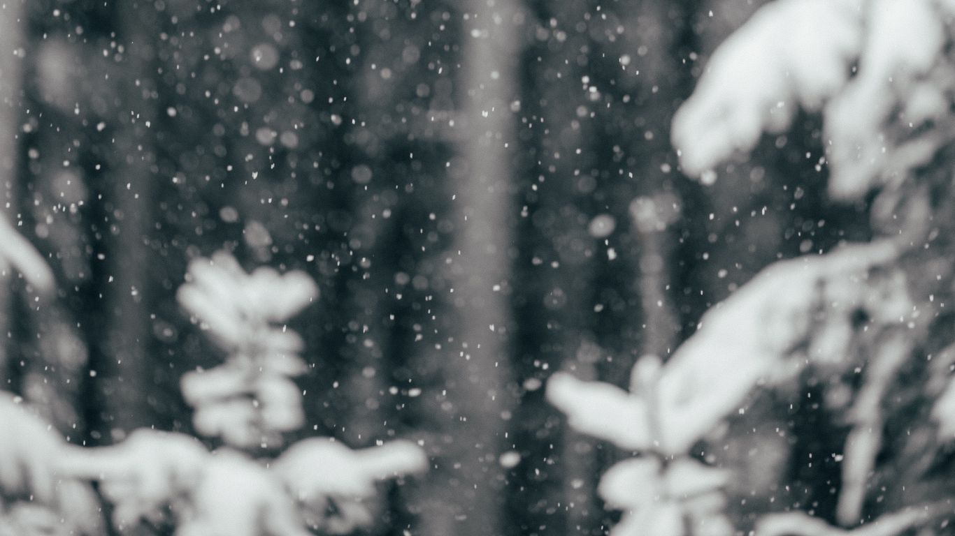 Snowflakes falling on a snow covered tree - Snow