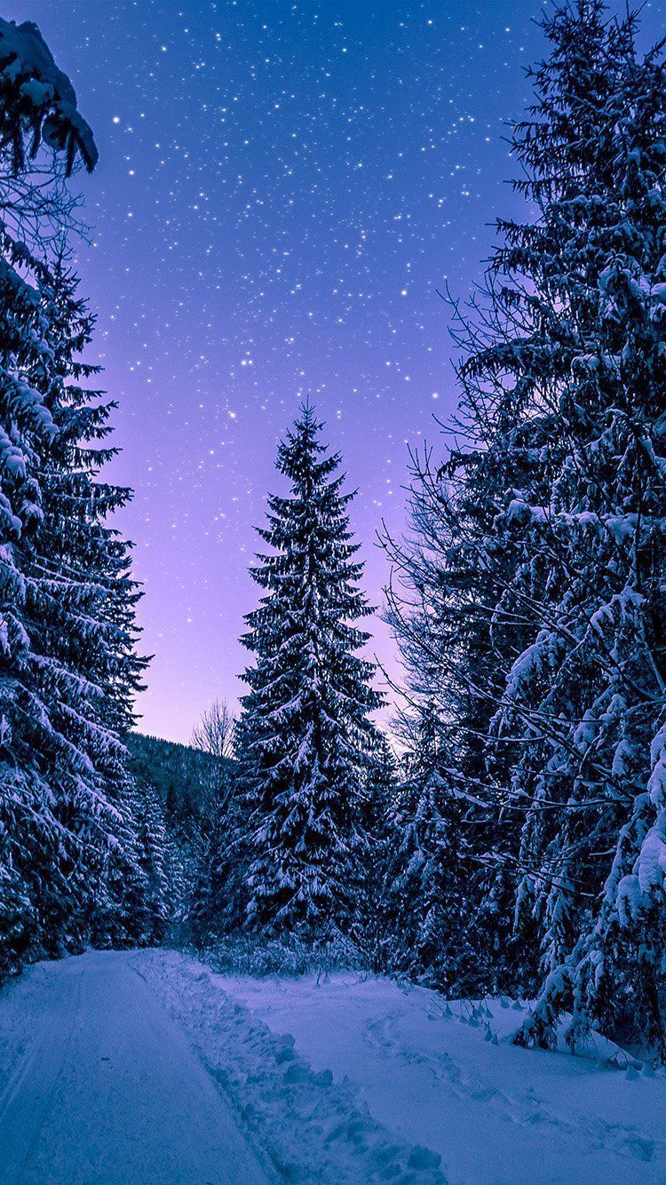 A snowy forest with trees and stars - Snow, winter