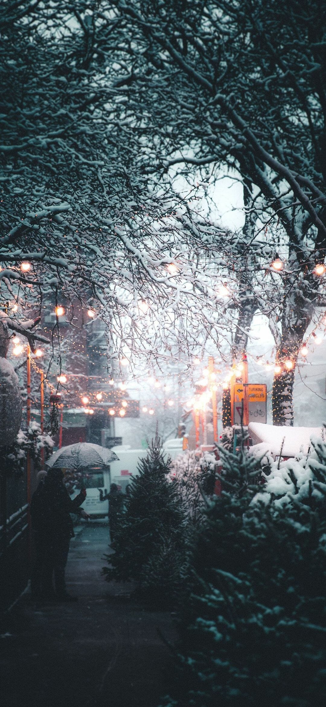 A street with trees and lights on them - Snow