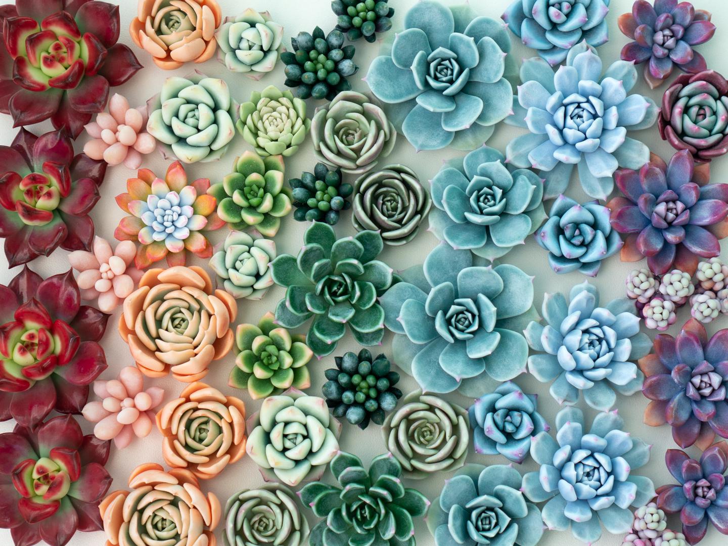 My polymer clay succulents :) This summer I had a goal to make a lot of brooches in different colors to make a rainbow. Today I saw this photo in the archive