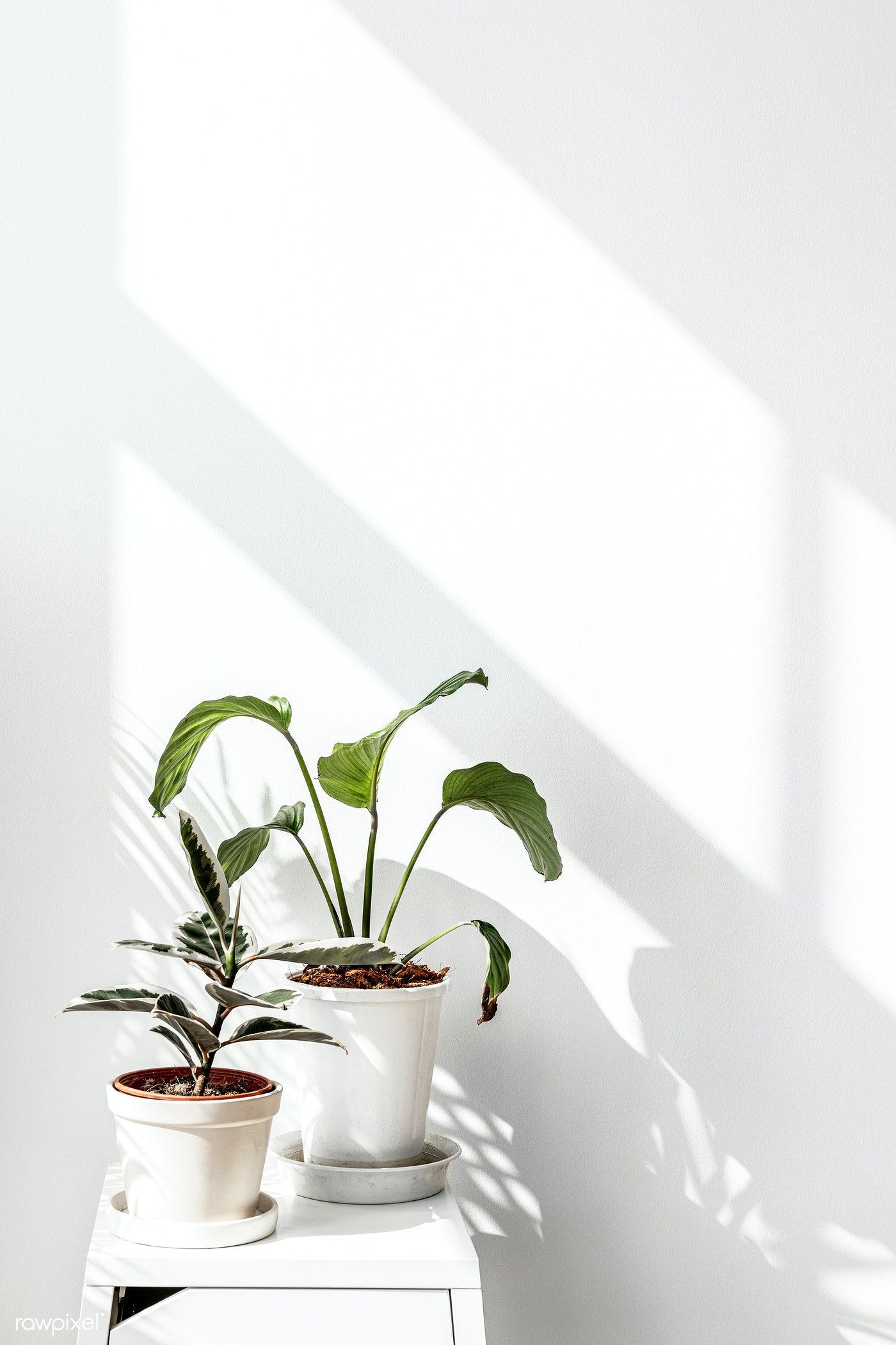 Potted plants on a white table - Succulent, plants