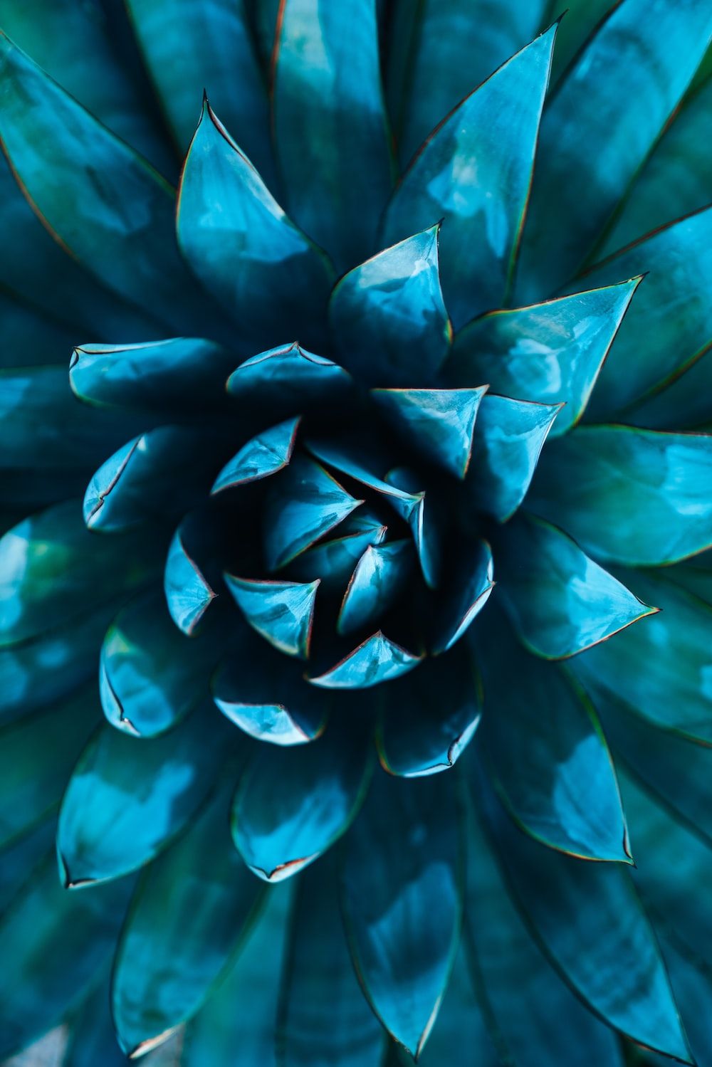 A close up of a blue agave plant. - Succulent