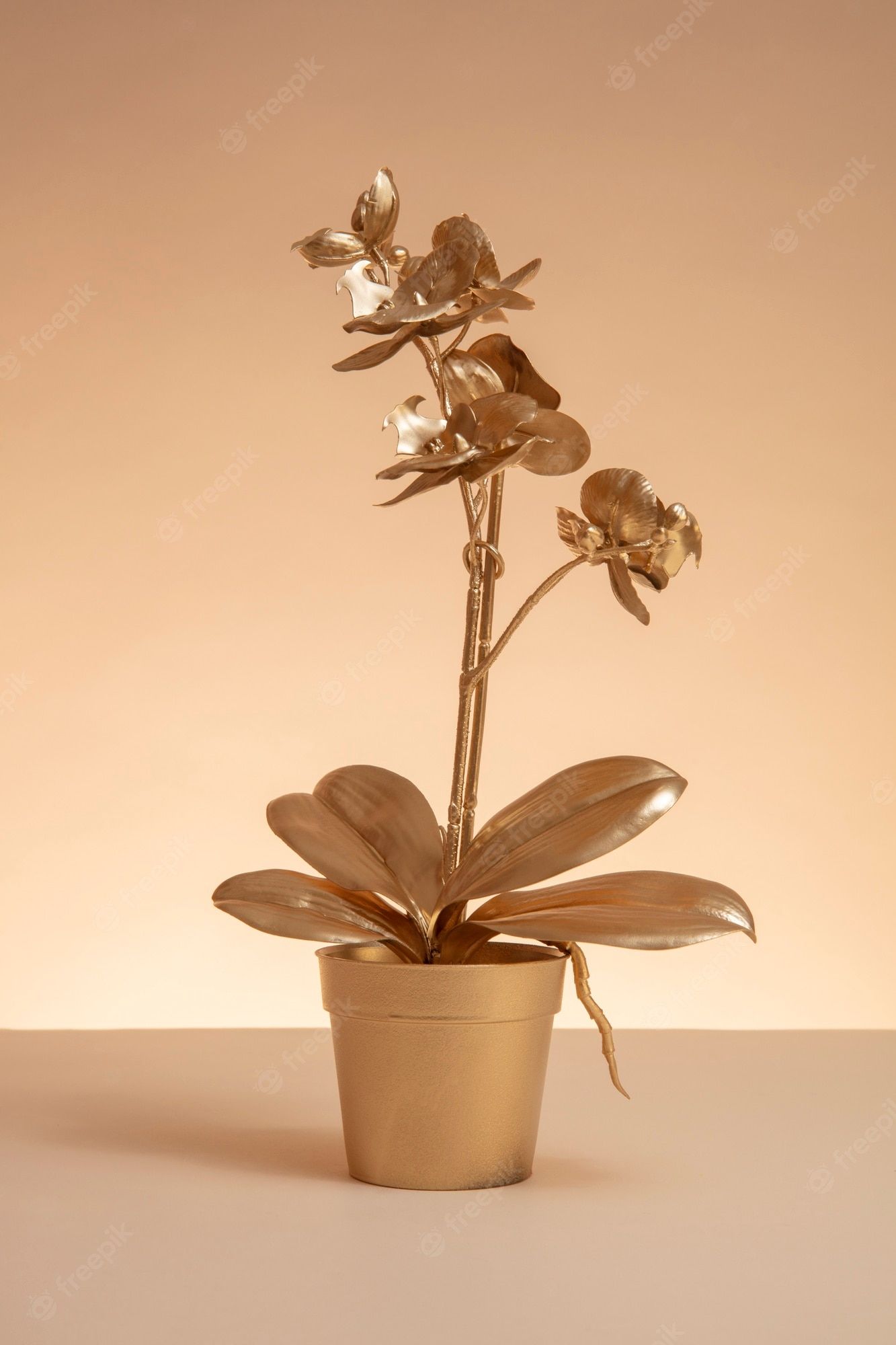 A gold potted orchid plant on a white table - Succulent