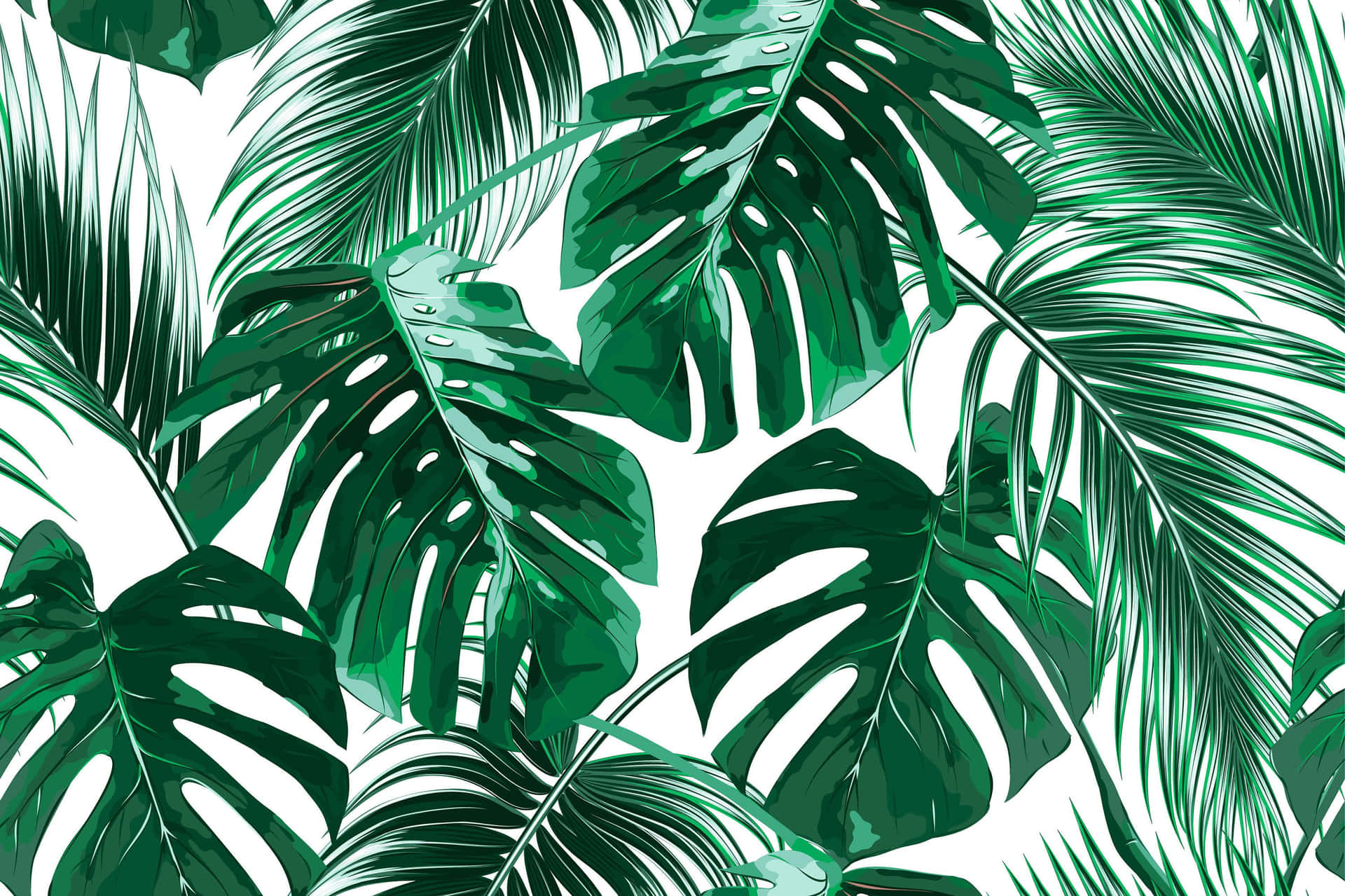 Monstera and palm leaves on a white background - Tropical, leaves