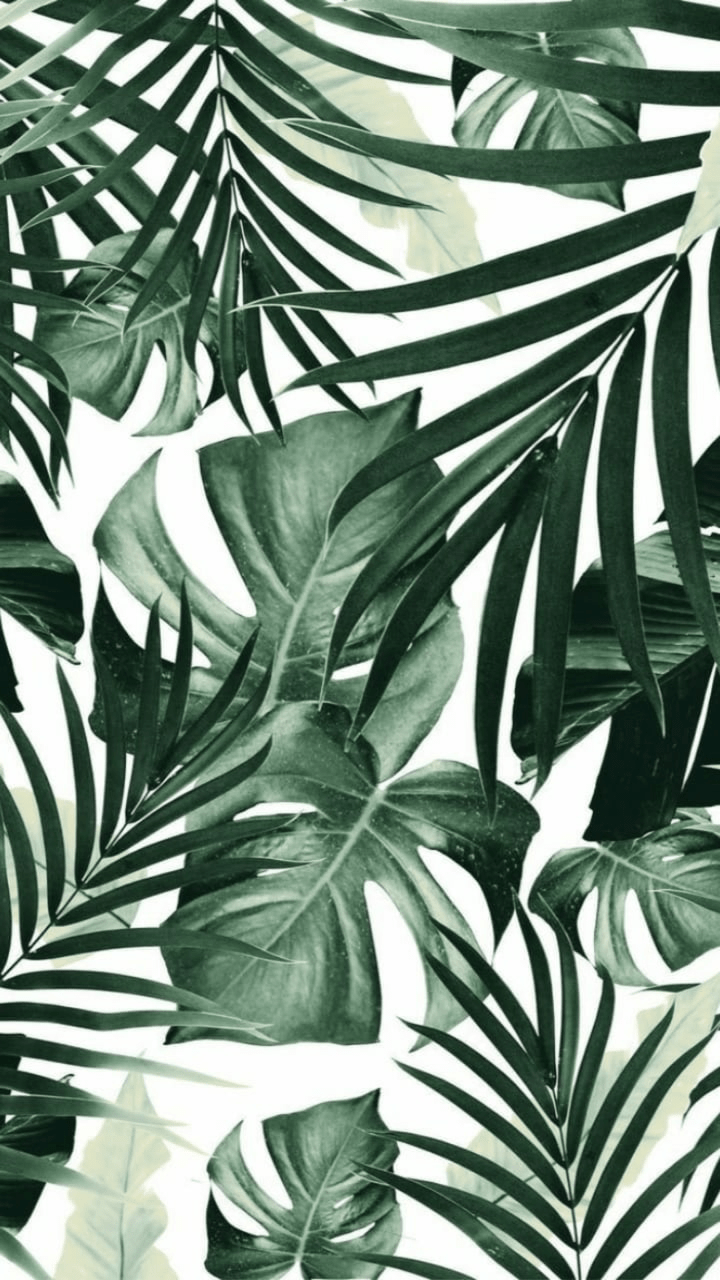 A green and white tropical leaf wallpaper - Tropical