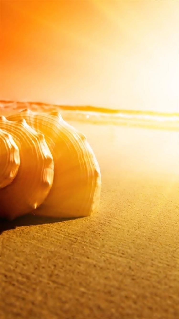 A white shell lies on the sand - Sunshine