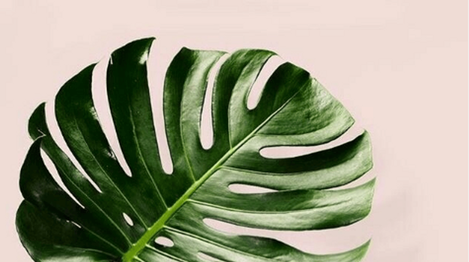 Why The Monstera Plant Is The Coolest Wedding Greenery Trend