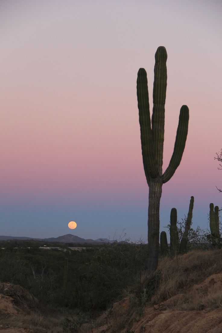 A cactus is standing in the desert - Desert