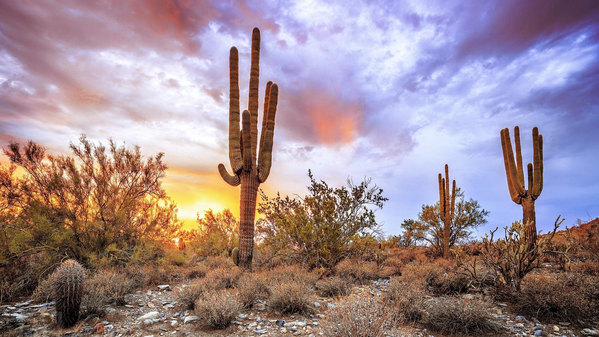 A desert landscape with cacti in the foreground and a sunset in the background. - Desert