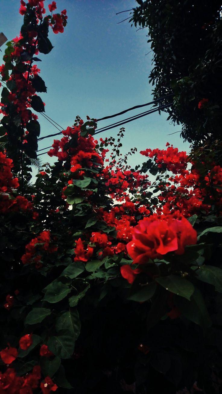 A red flower is growing in the bush - Garden