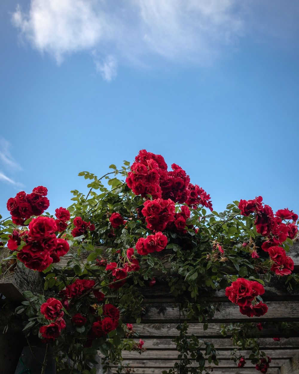Rose Garden Picture. Download Free Image