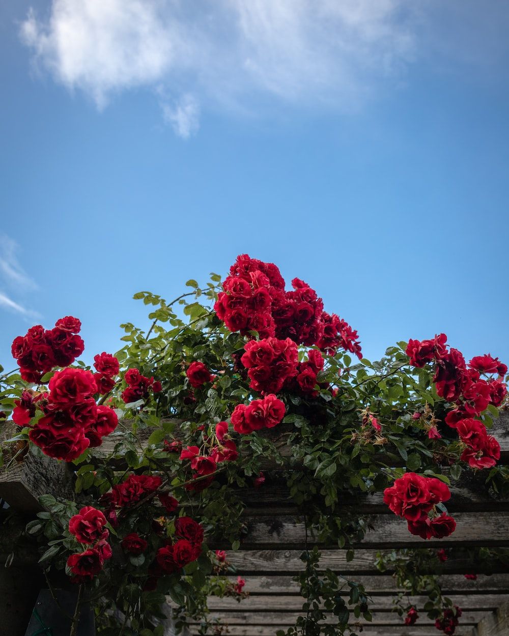 A red rose bush growing on top of wooden structure - Garden