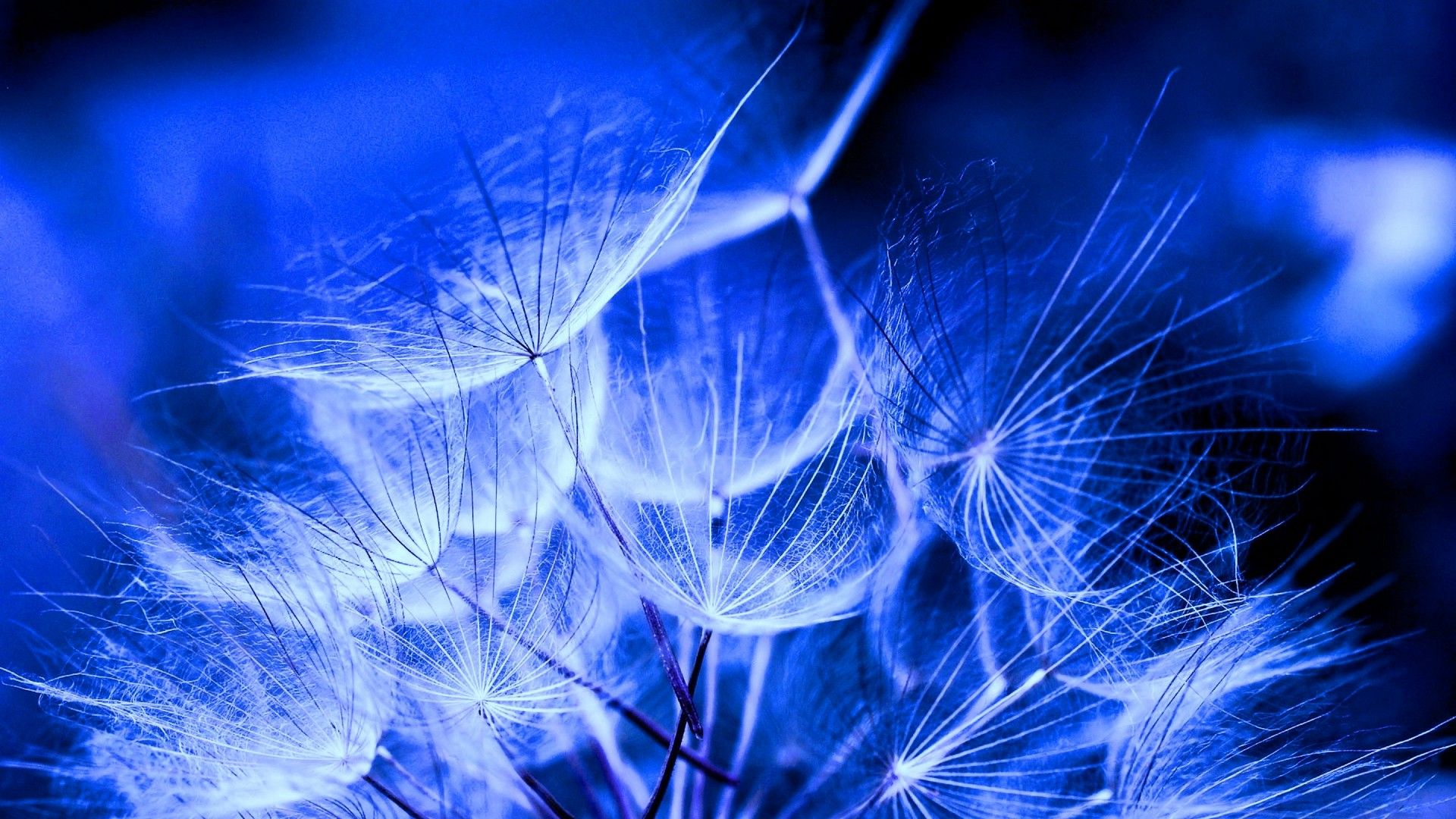 A close up of some blue dandelions - Indigo