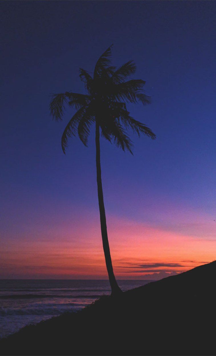 A palm tree on the beach at sunset - Indigo
