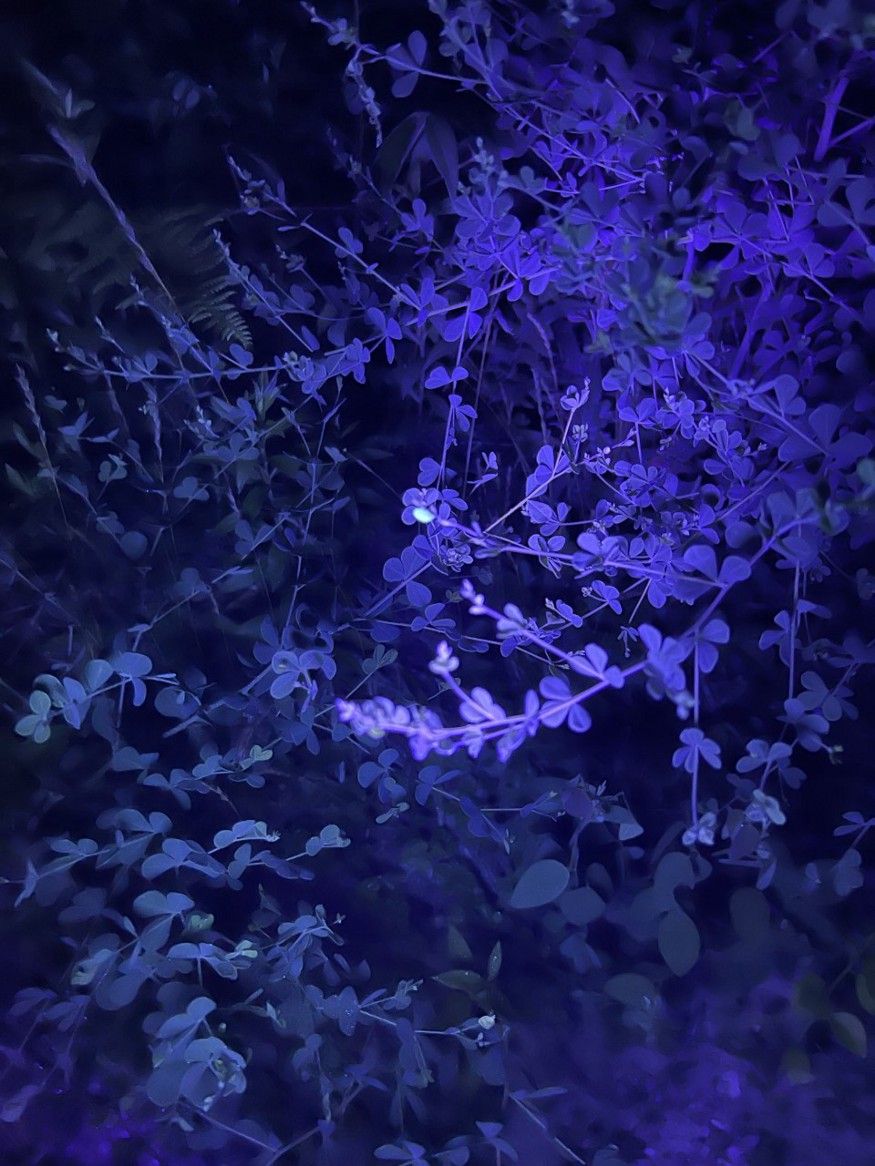 A tree with purple leaves in the dark - Indigo