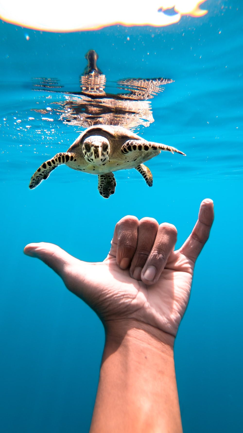 A sea turtle swimming in the ocean with a person's hand outstretched in front of it. - Sea turtle