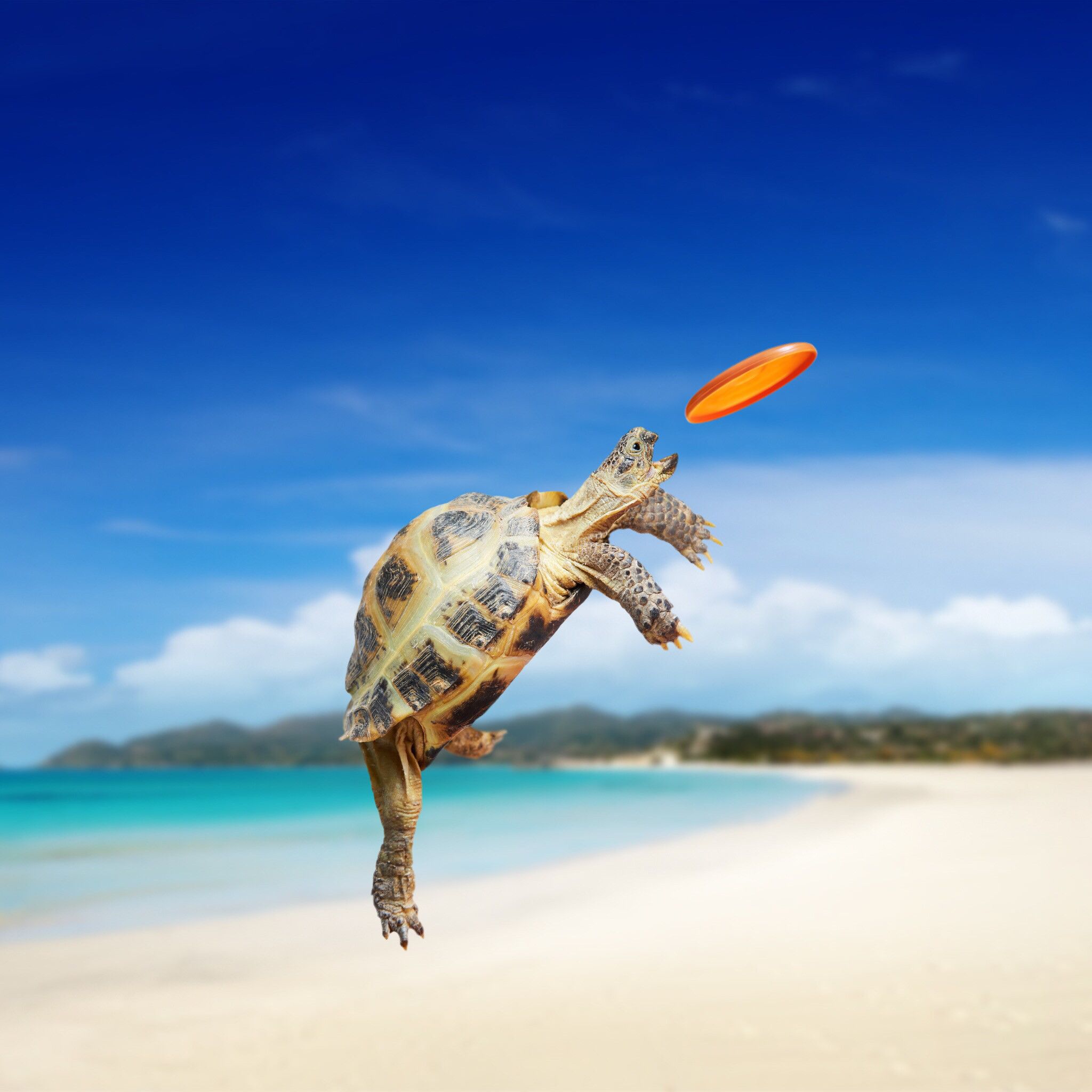 A turtle jumping to catch an orange frisbee - Sea turtle