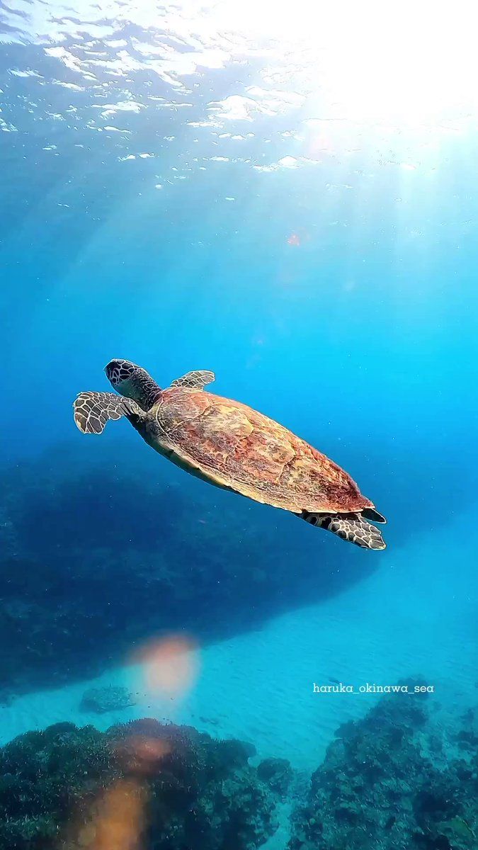 A green sea turtle swims in the ocean - Sea turtle