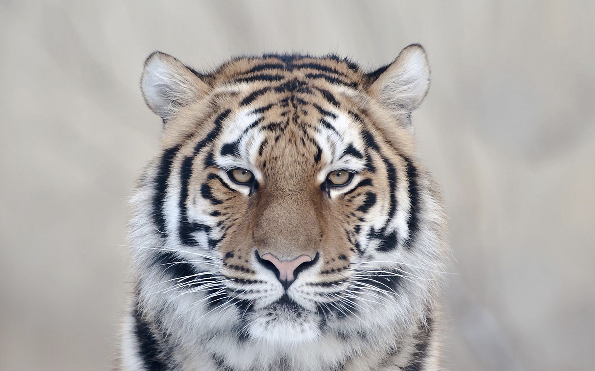 A tiger with a white background - Tiger