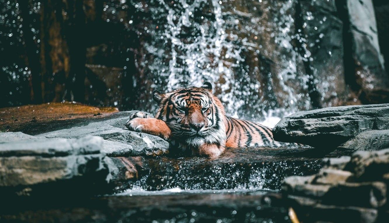 A tiger sitting in the water near rocks - Tiger