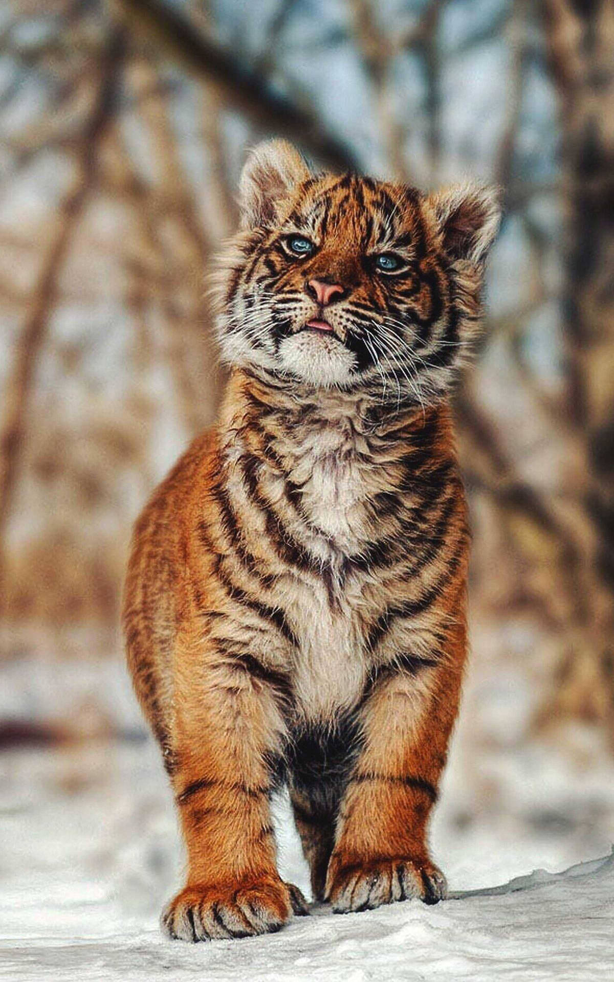 A tiger cub standing in the snow - Tiger