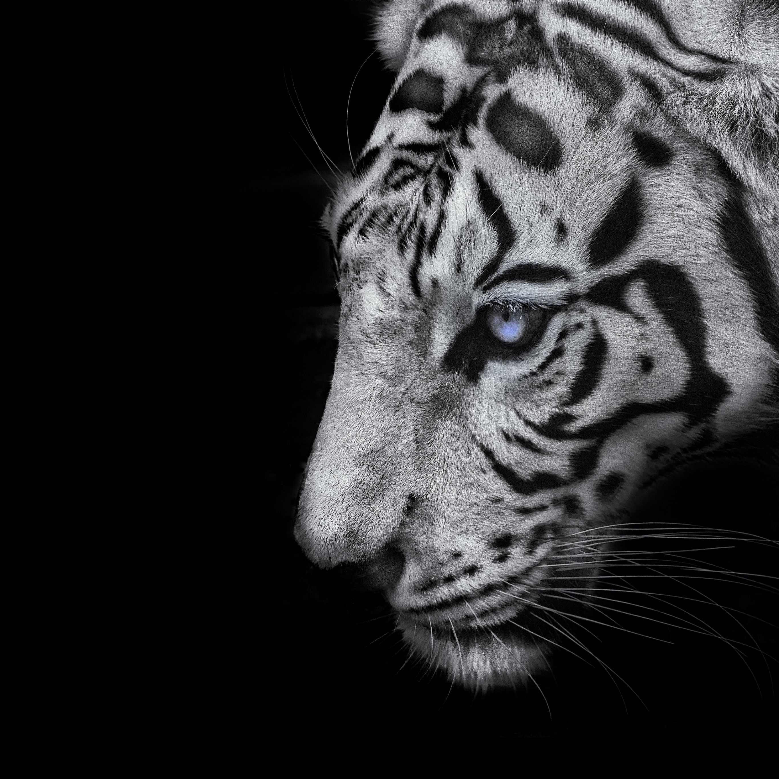 White tiger Wallpaper 4K, Black background, 5K, Animals