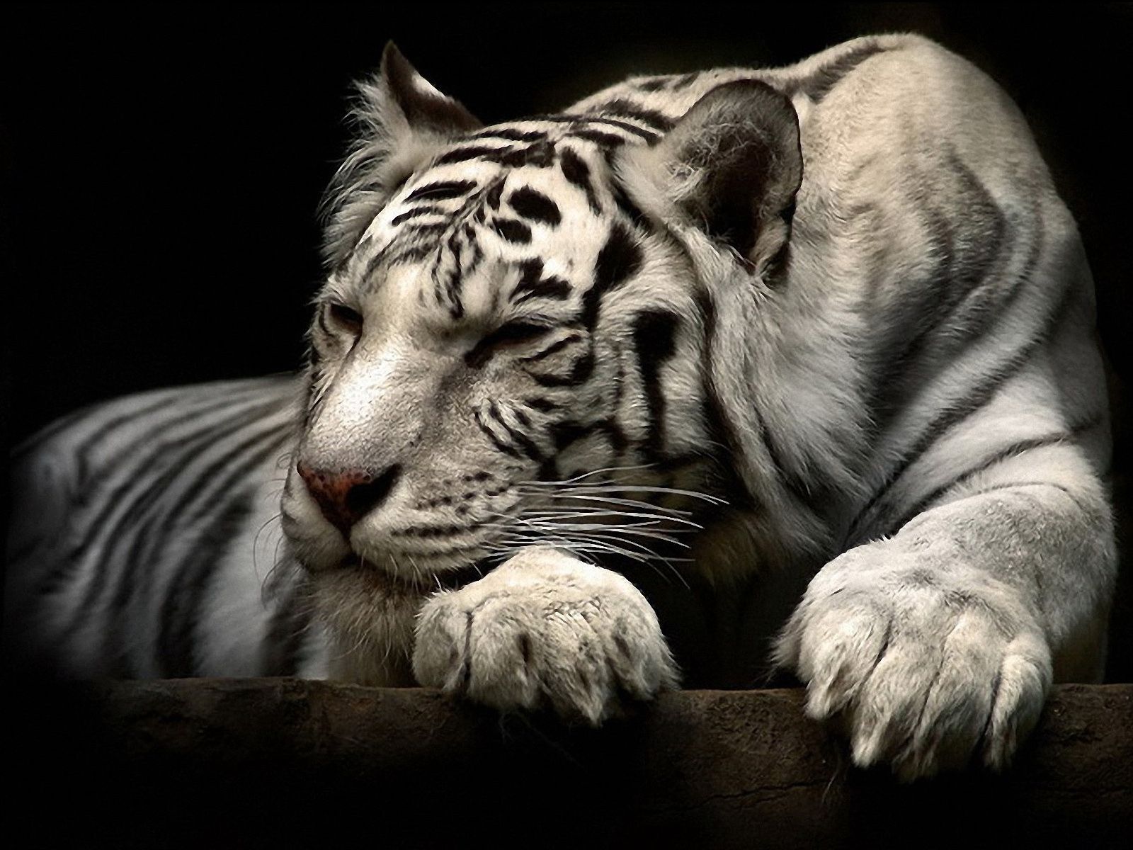 A white tiger laying down with its paw over a wooden ledge. - Tiger