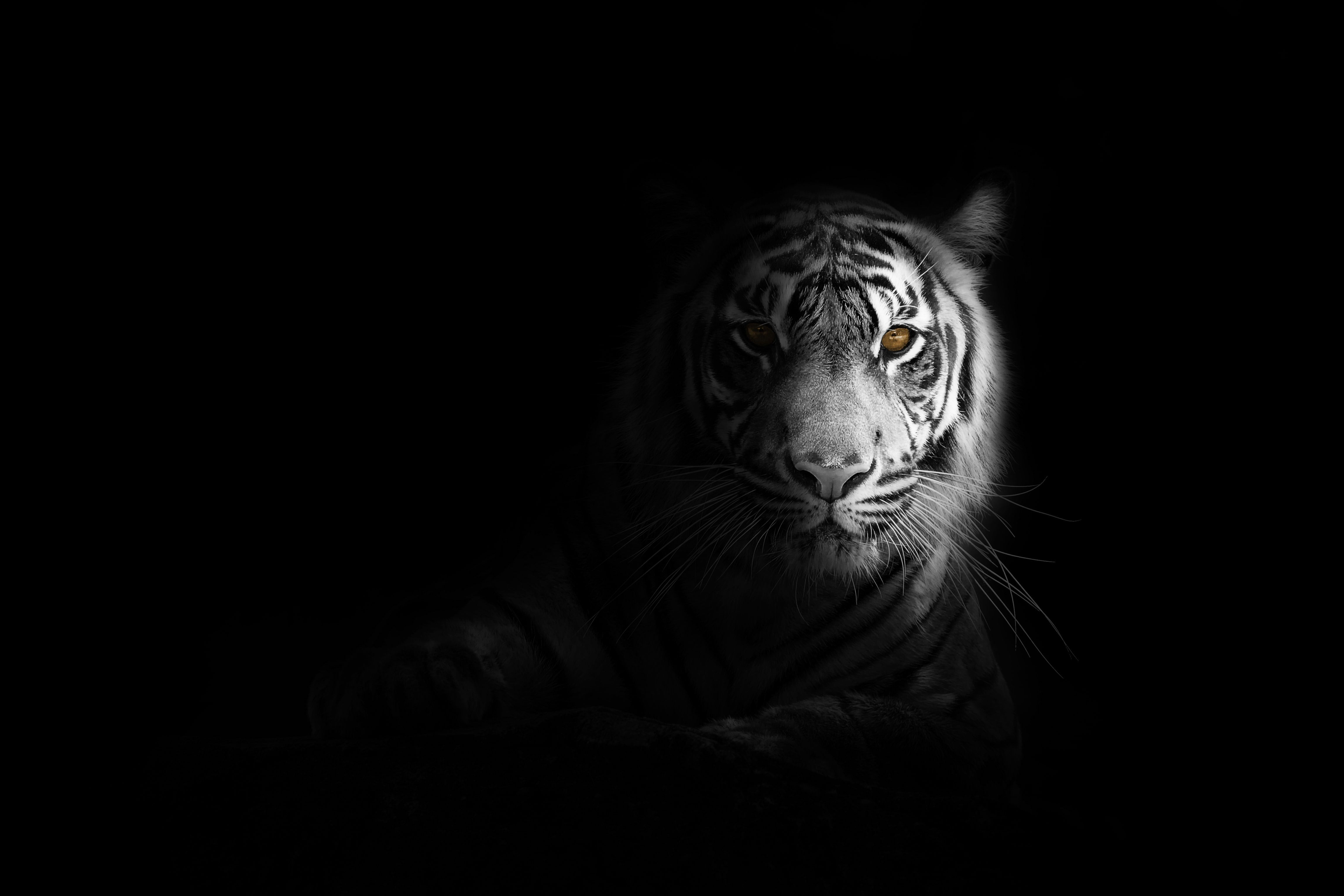 A black and white photo of a tiger in the dark. - Tiger