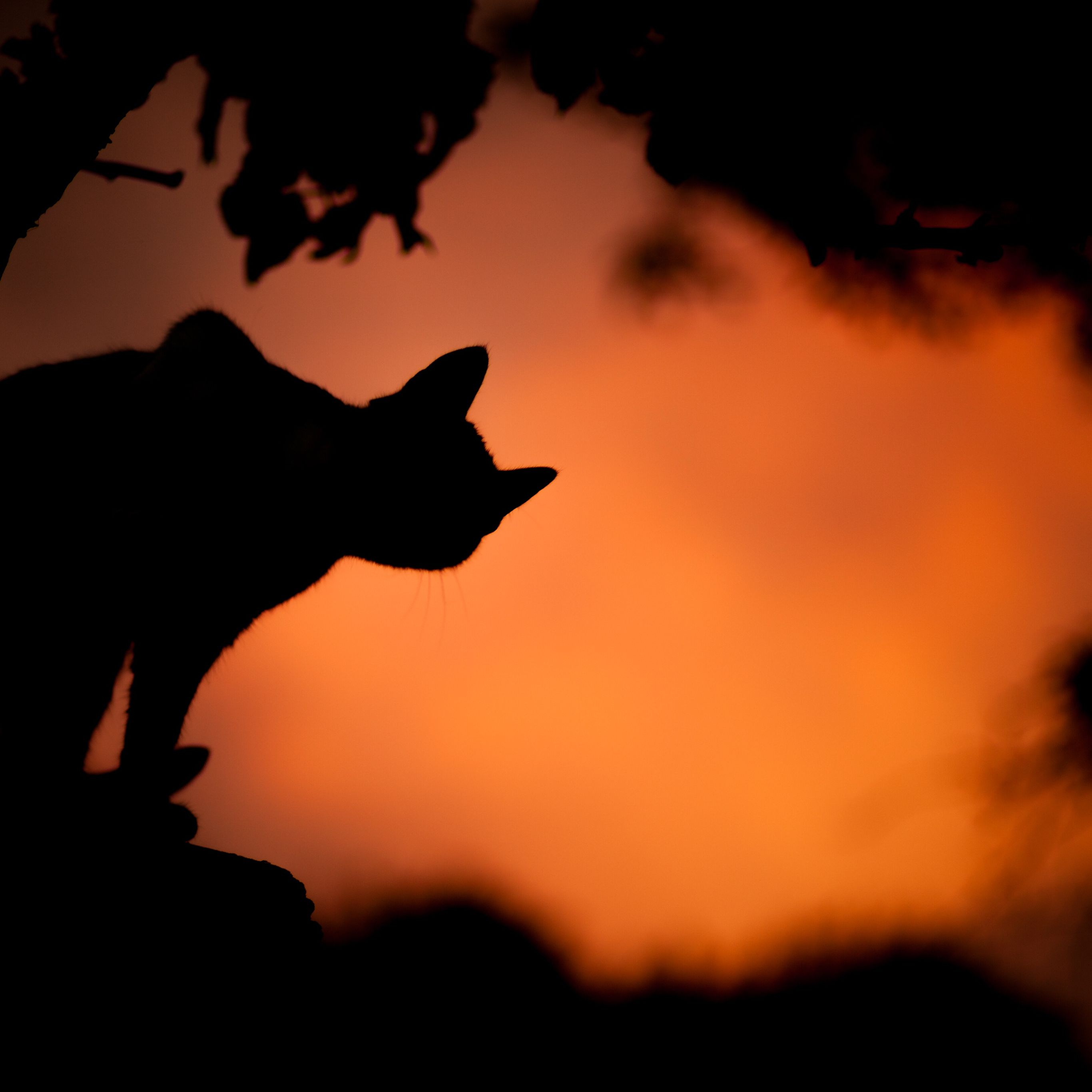 A silhouette of a cat on a tree branch with a red sky in the background - Dark orange, Halloween, spooky