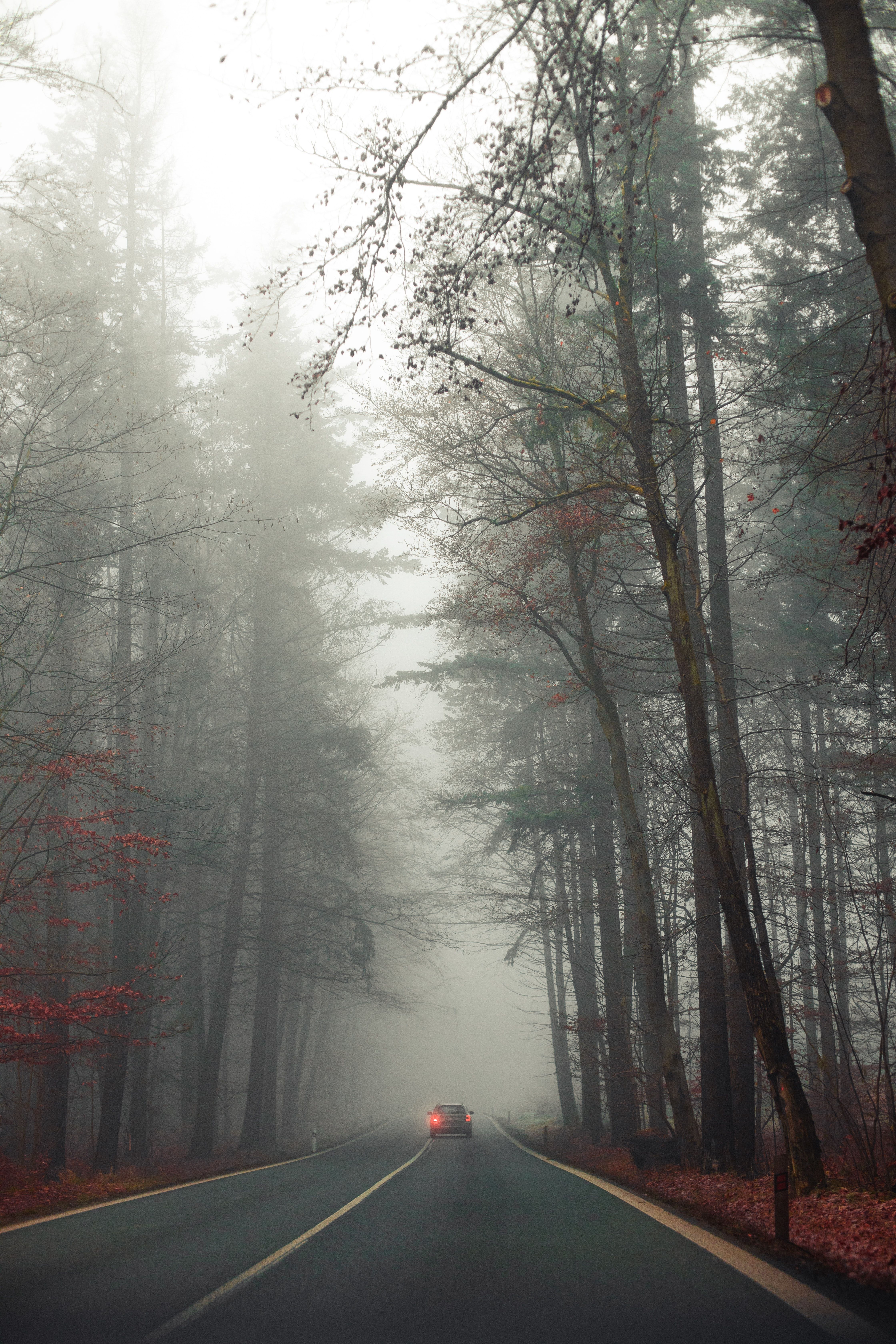 A car is driving down a foggy road surrounded by trees. - Fog, foggy forest