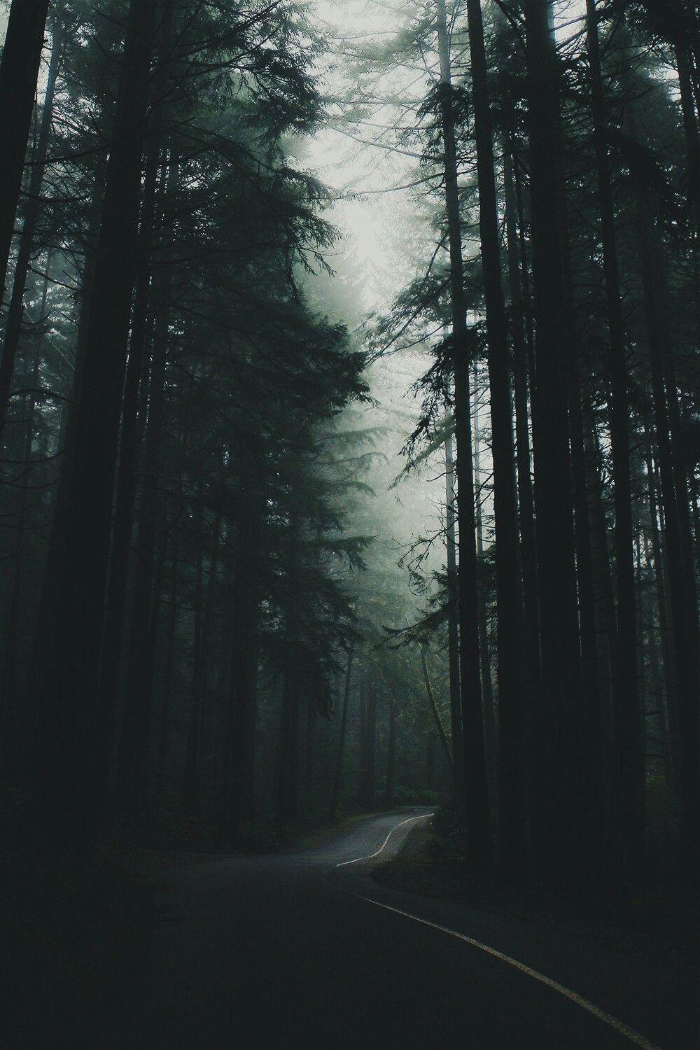 A road in the woods with fog - Fog, foggy forest, woods, forest