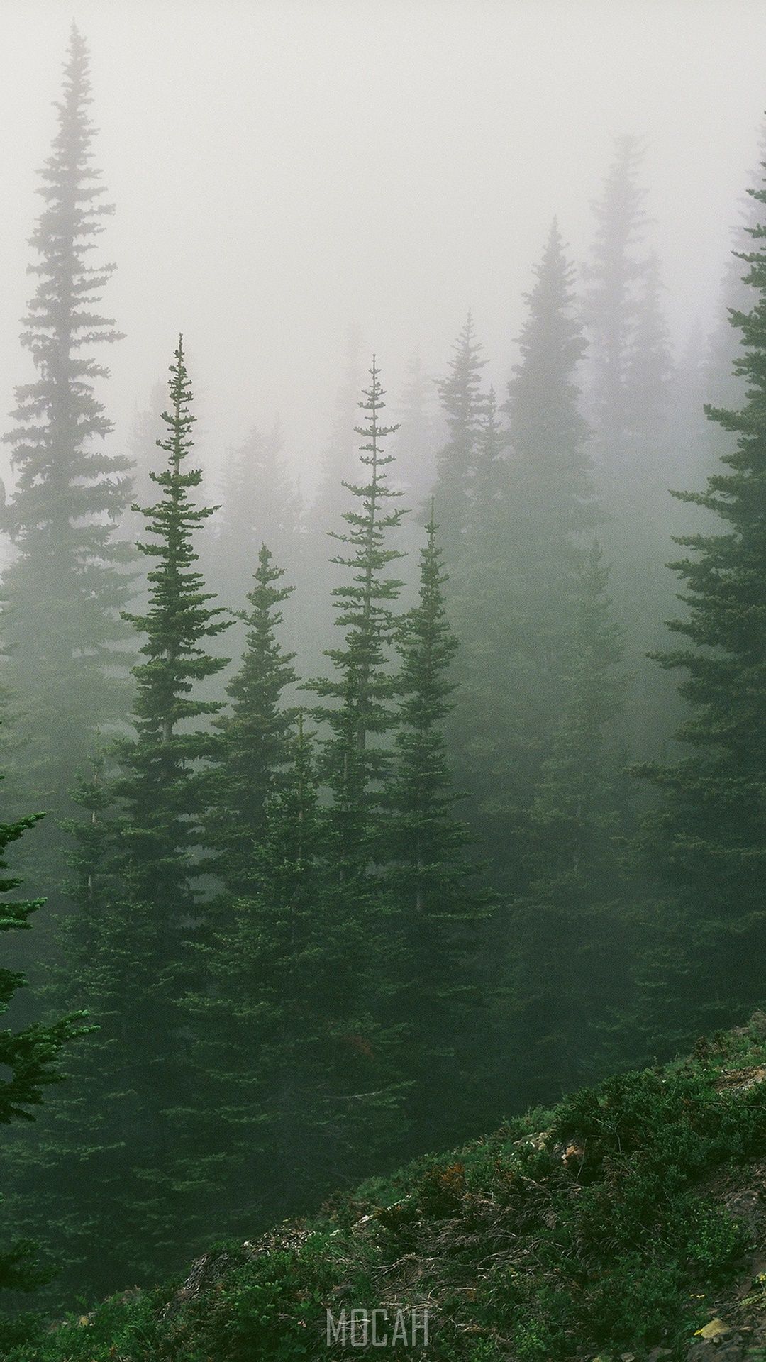 Tree, Mist, Fog, Forest, Ecosystem, Sony Xperia XA1 Ultra wallpaper 1080p, 1080x1920 Gallery HD Wallpaper
