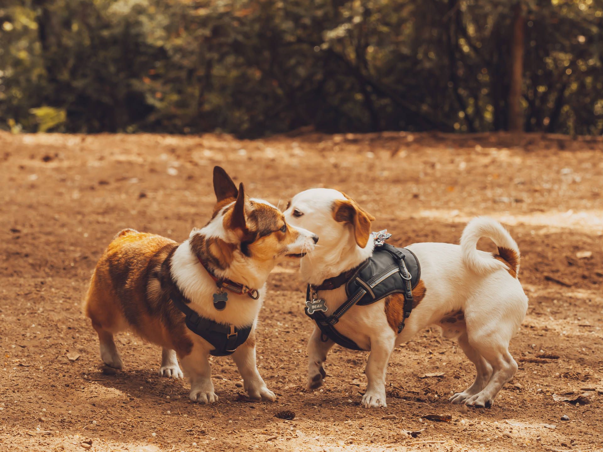 Free Corgi Wallpaper Downloads, Corgi Wallpaper for FREE