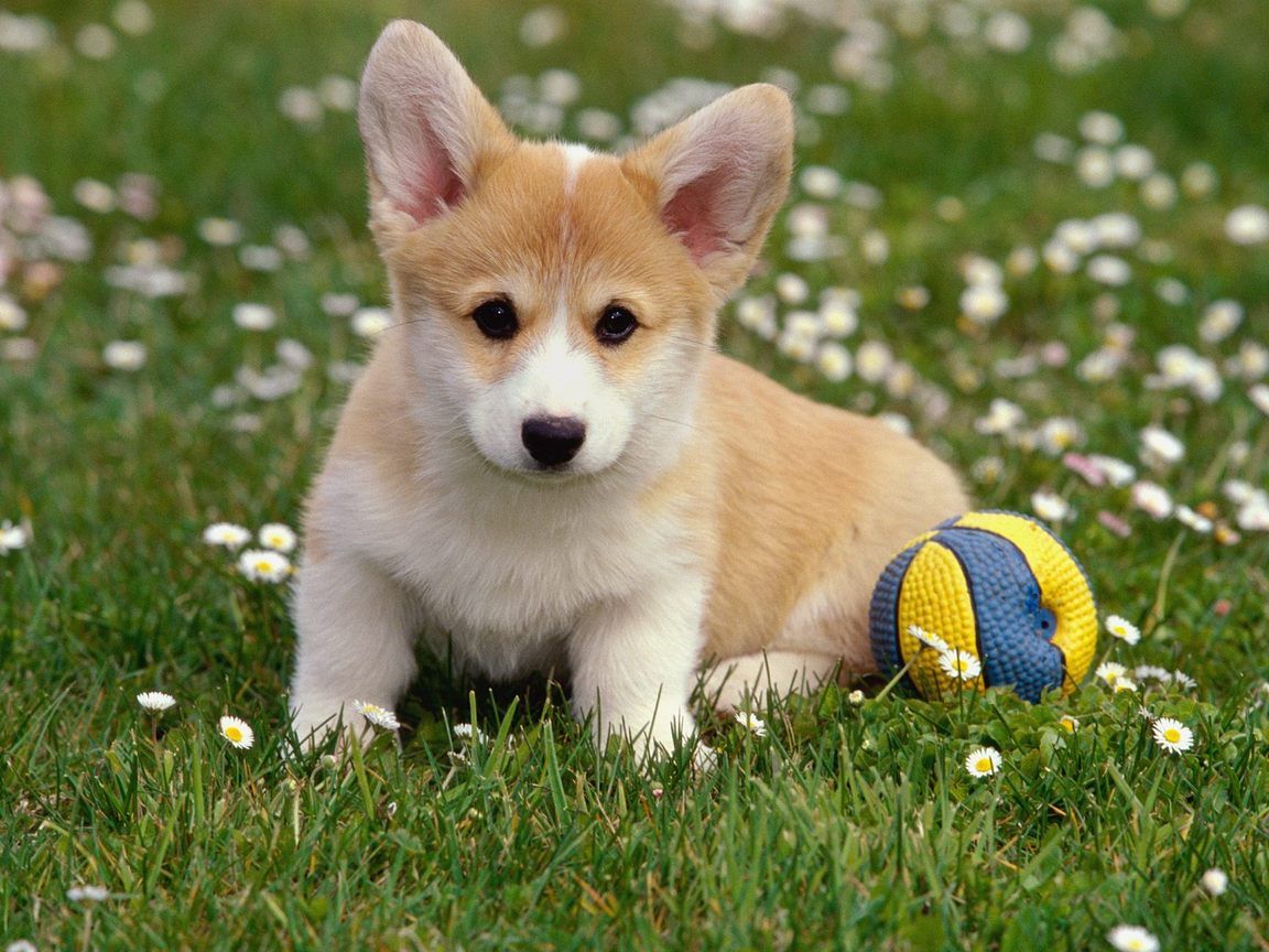 Corgi Puppies Wallpaper