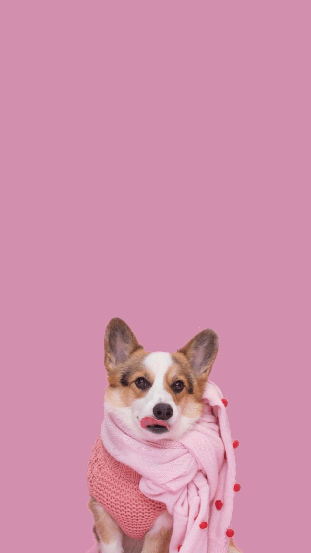 Pink Corgi Wallpaper