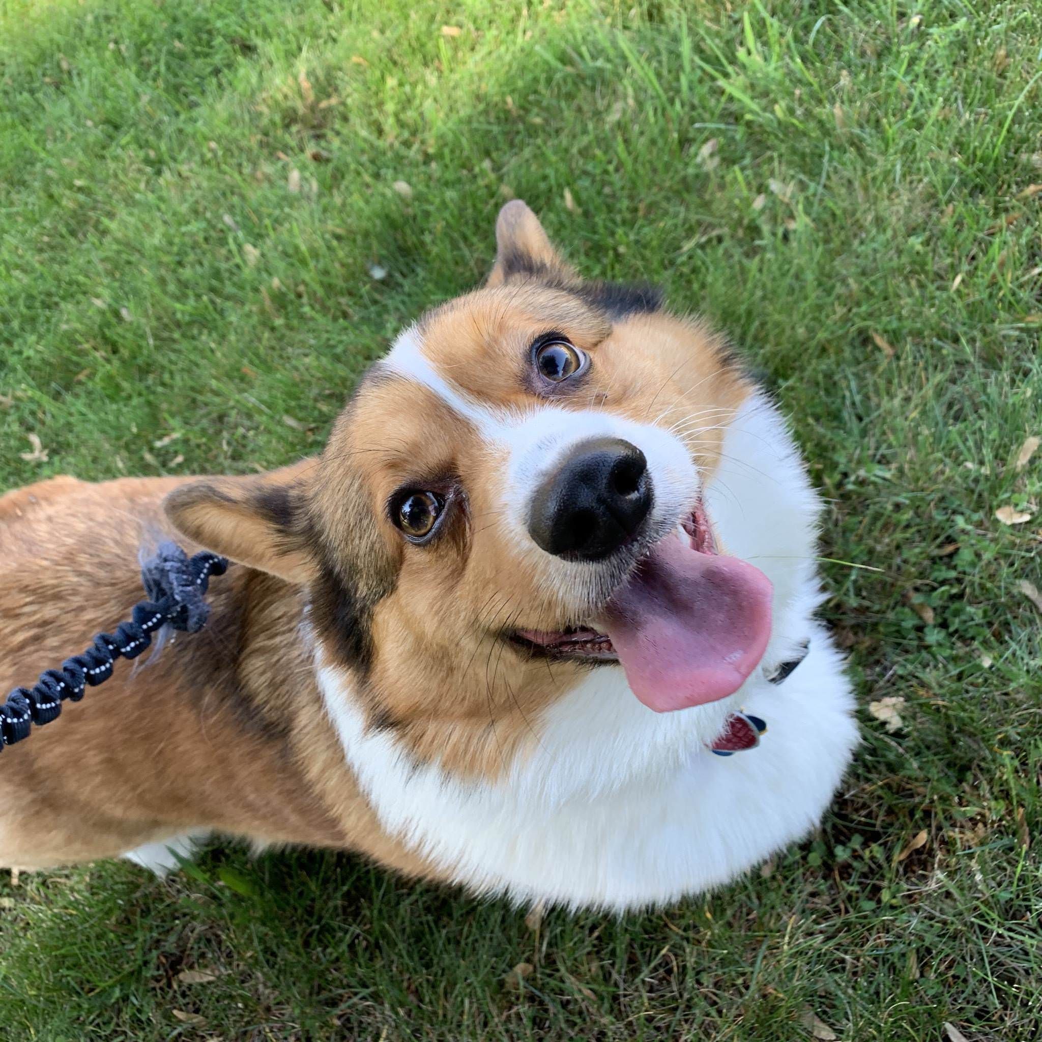 Here's a very aesthetic photo of Finn out on his walk today. Corgi, Baby animals, Corgi wallpaper