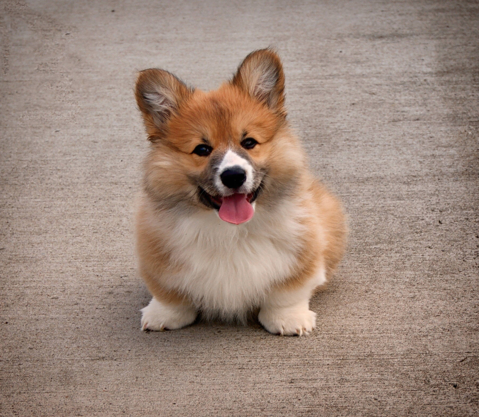 Download Small Corgi Brown Cute Puppy Wallpaper