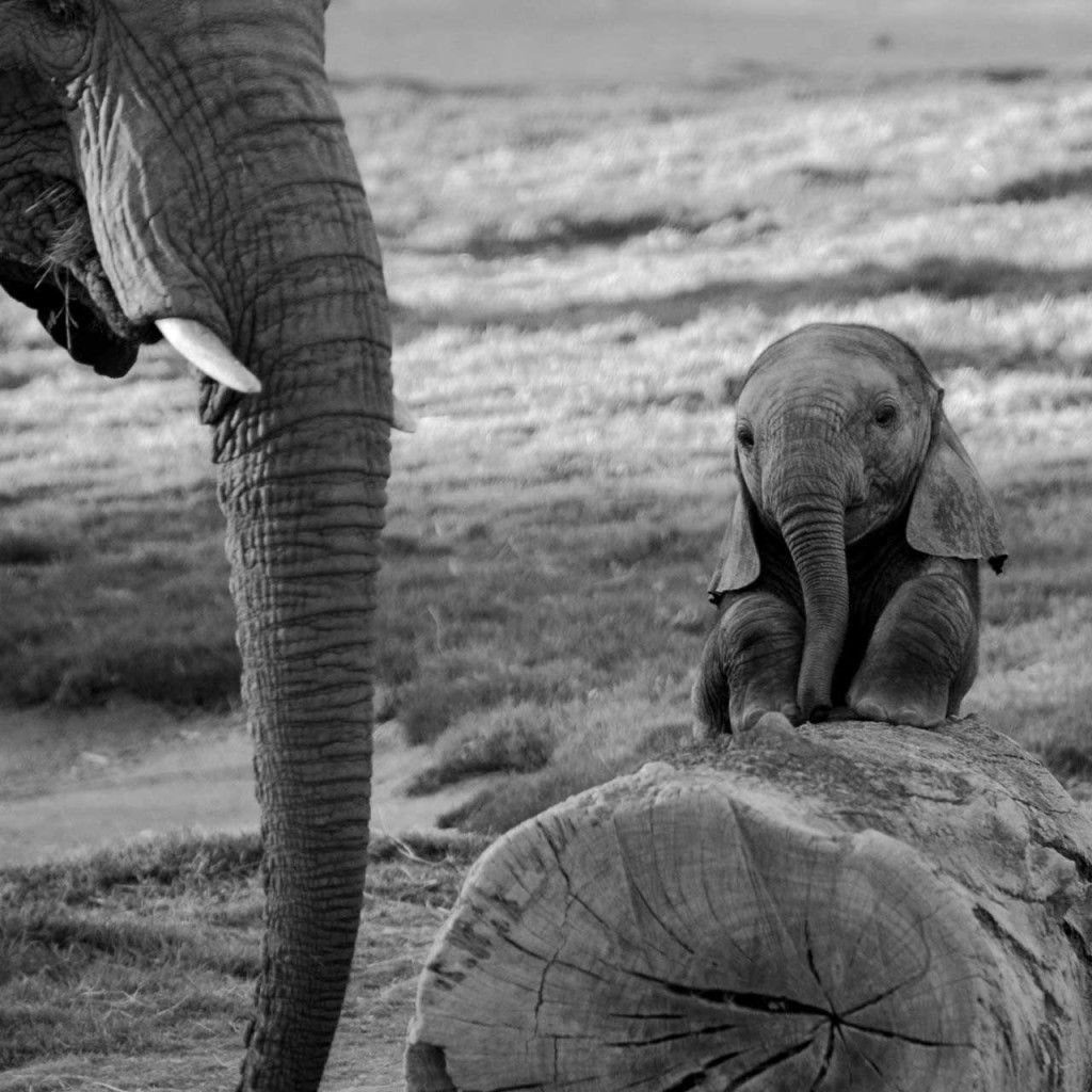 A baby elephant sitting on a tree trunk with an adult elephant nearby - Elephant