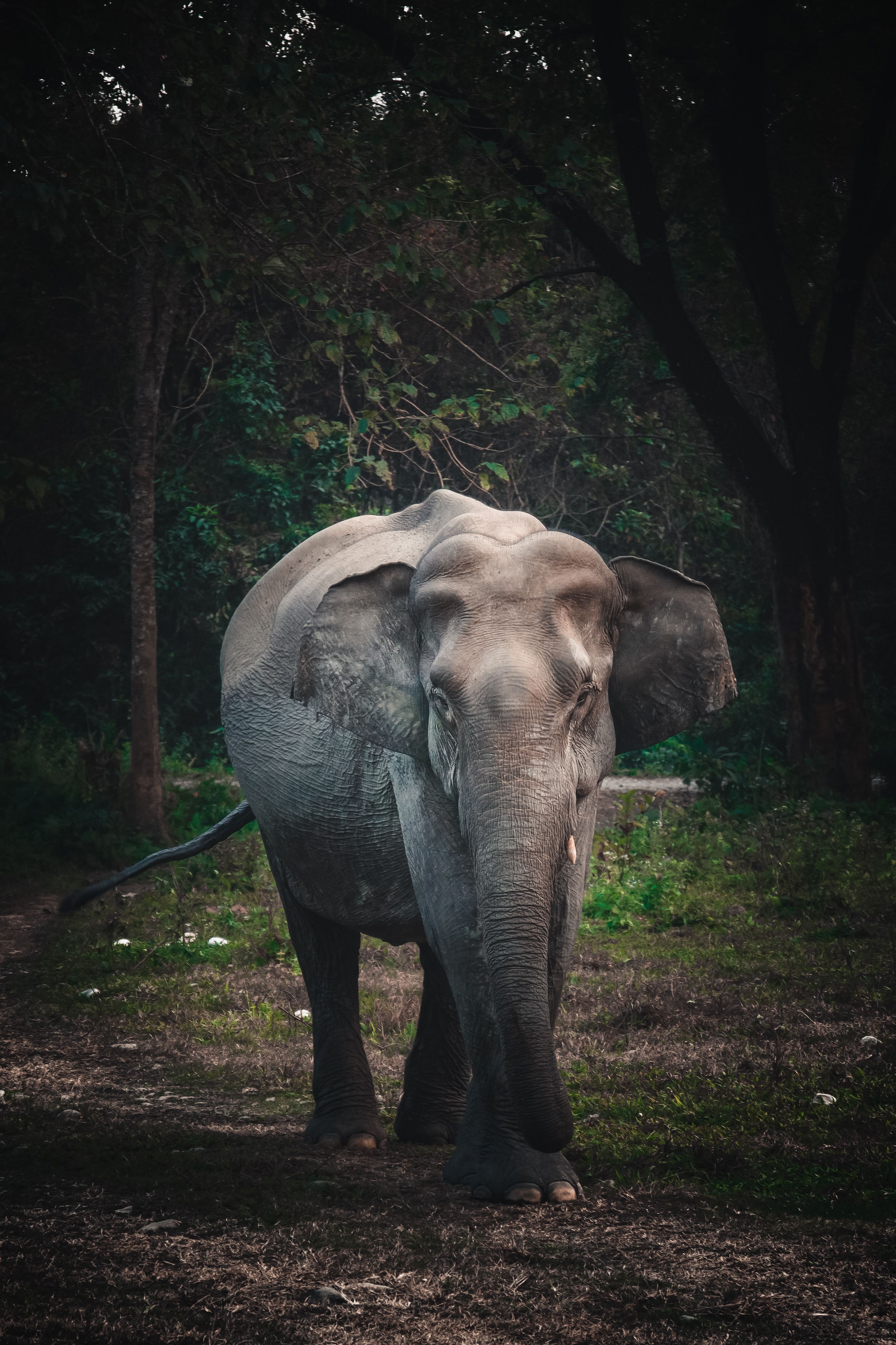 A large elephant walking down the road - Elephant