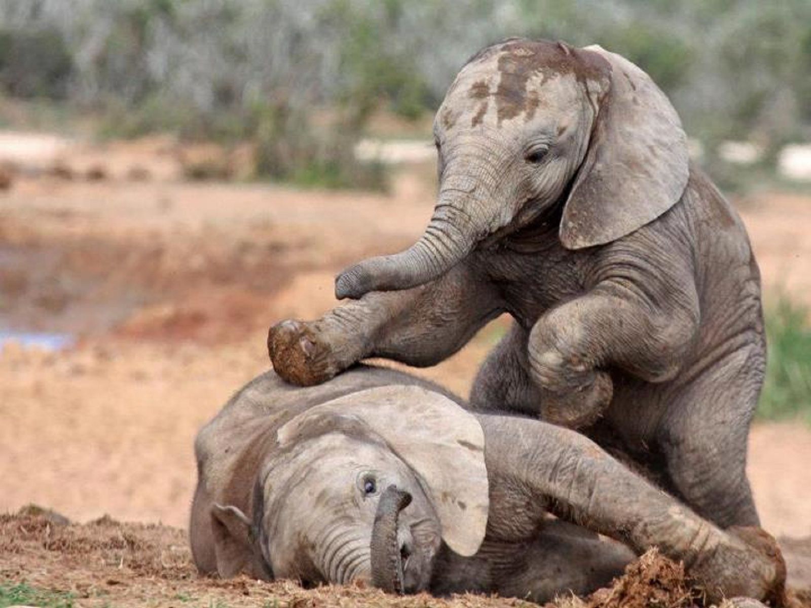 Elephants playing in the mud - Elephant