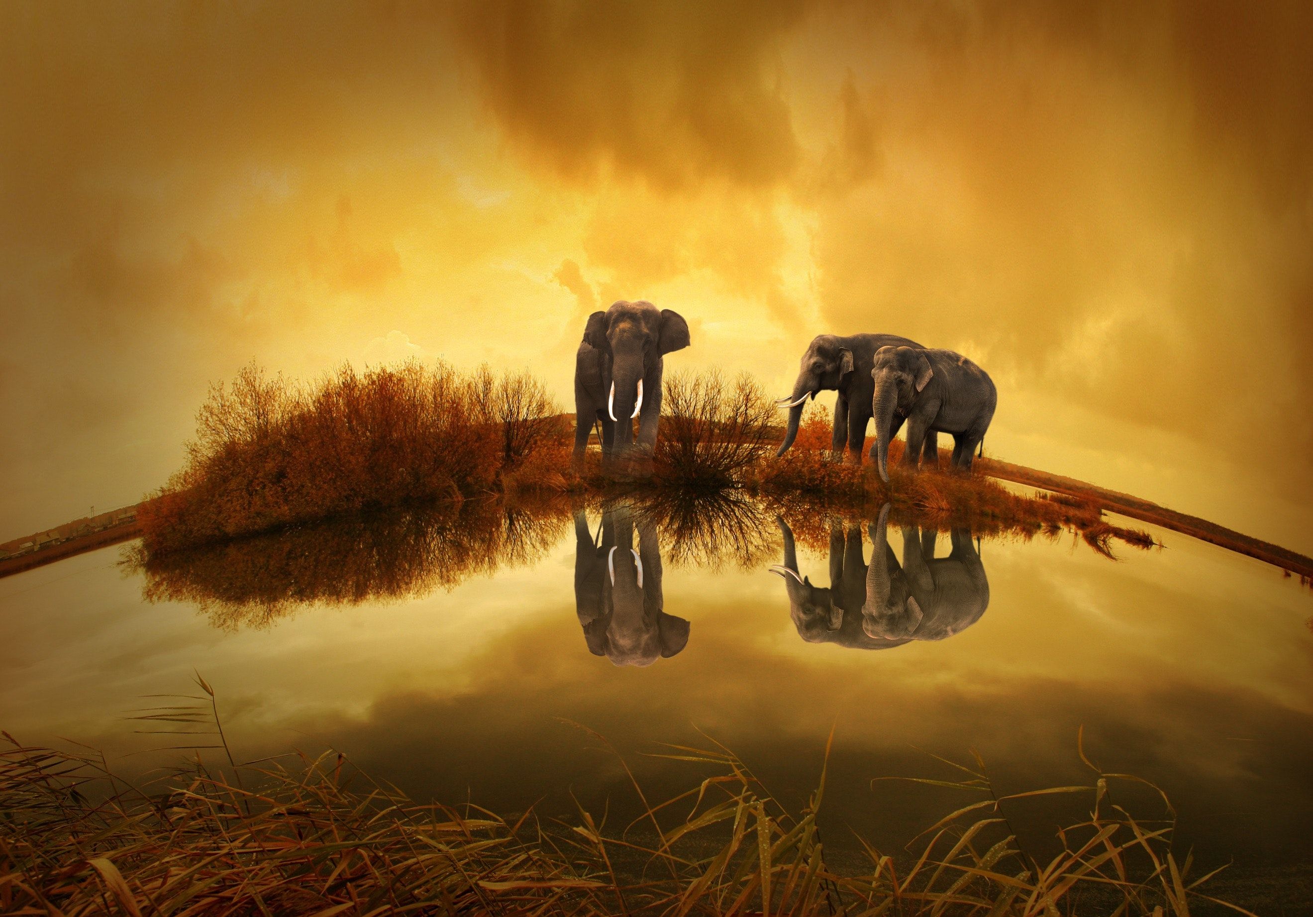 Best Elephant Image · 100% Free Downloads