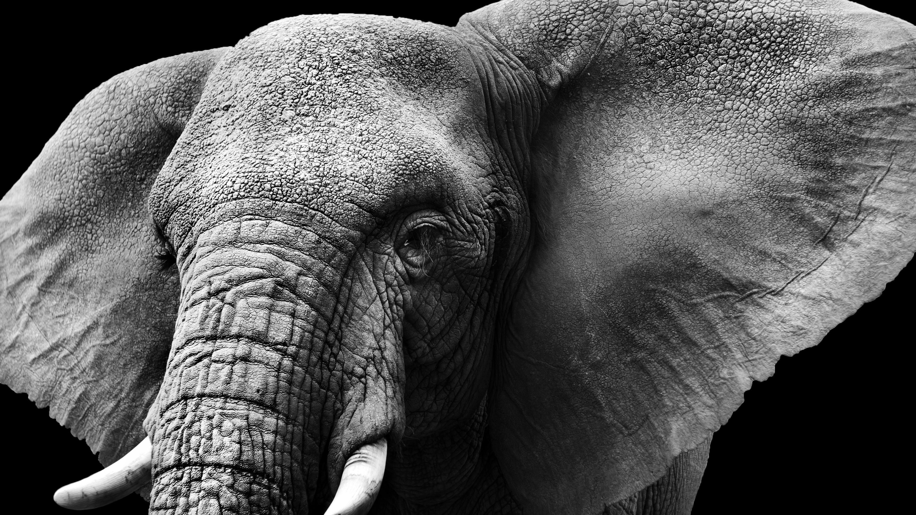 Elephant Wallpaper 4K, Monochrome, Animals