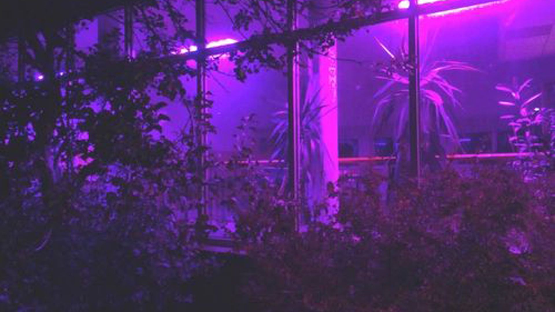 A purple light shines through the windows of an indoor garden - Purple, HD